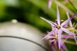 Macro Photography
