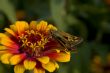 Macro Photography