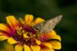 Macro Photography