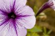 Macro Flower