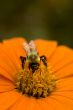 Macro Photography