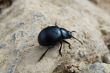 black beetle