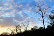 Trees` silhouettes in sunset