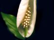 white spathiphyllum