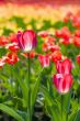 yellow-red tulips