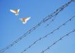Two doves in sky