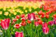 yellow-red tulips