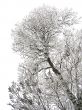 Frozen branches
