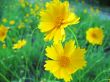 Yellow blossom