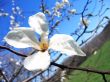 Magnolia