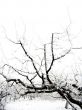 Branches in snow