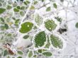 Frozen green leaves