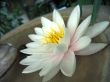 Water lily