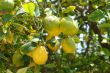 Lemon & Lime Tree