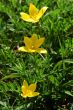 Yellow flowers