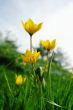 Yellow flowers