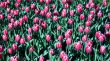 Pink tulips