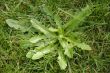 Dandelion weed