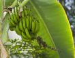 Banana tree