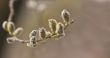 Catkins