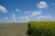 Rural landscape.