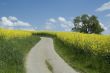 Rapeseed field