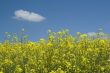 Rape field in bloom