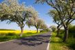 Landscape with blossom apple tree