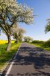 Landscape with blossom apple tree