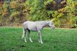 White Horse