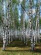 Birch grove 3