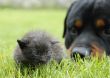 kitten and rottweiler