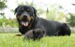 kitten and rottweiler