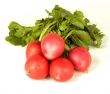 garden radish