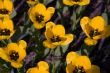 Close-up Yellow Tulips