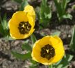 Two Tulips