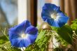 Two Morning Glories