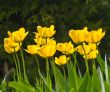 Garden of Tulips