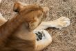 Portrait of Lioness