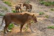 Lioness mother and her young