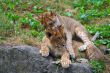 Two young lions together