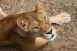 Portrait of Lioness