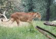 Close-up of an African lioness