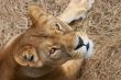 Portrait of Lioness