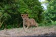 close-up of a cute lion cub
