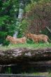 Two young lions together