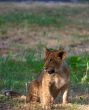 close-up of a cute lion cub