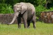 A full body of an African Elephant