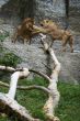 Two young lions together
