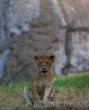 close-up of a cute lion cub